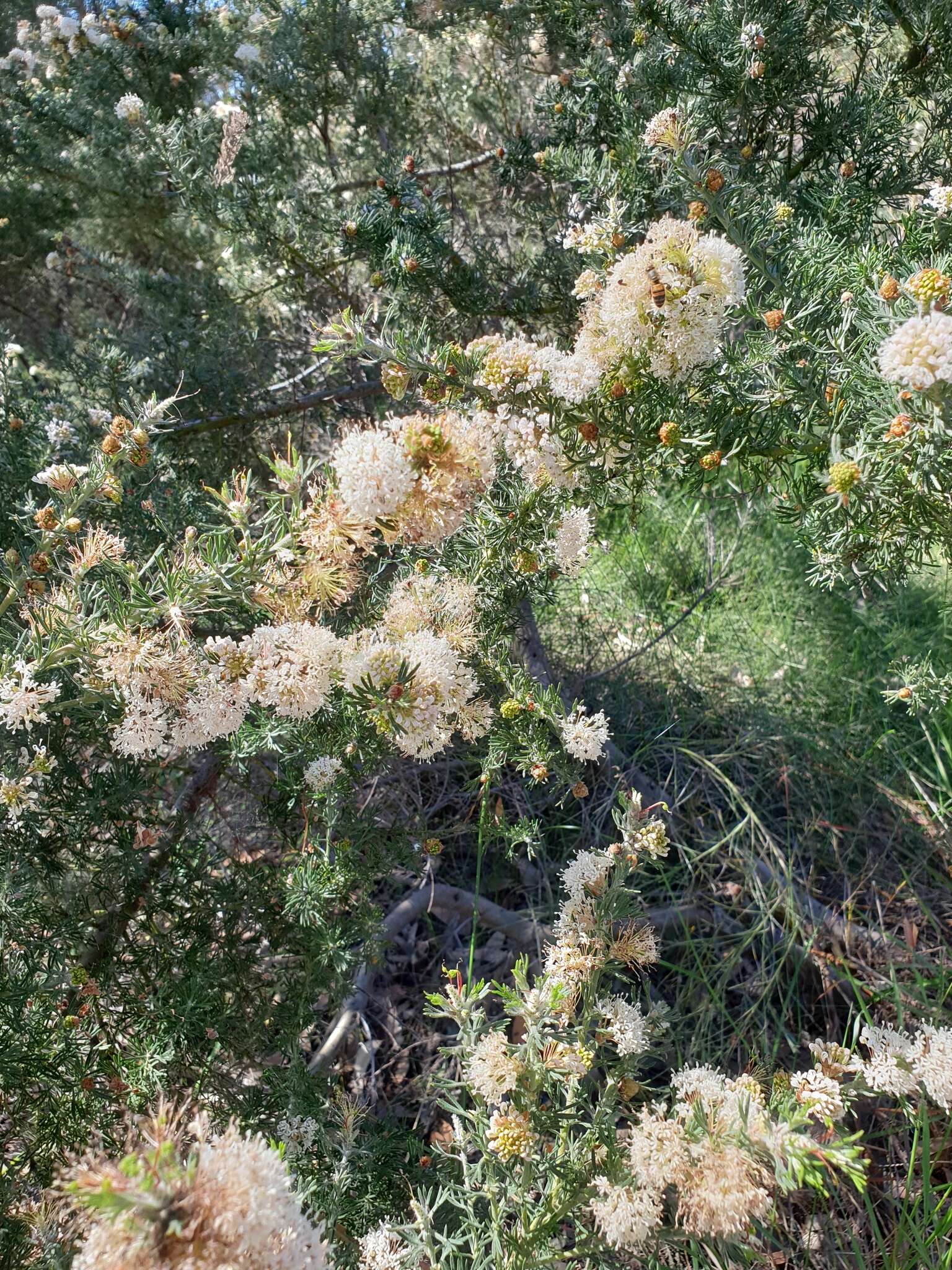 Image of Grevillea crithmifolia R. Br.