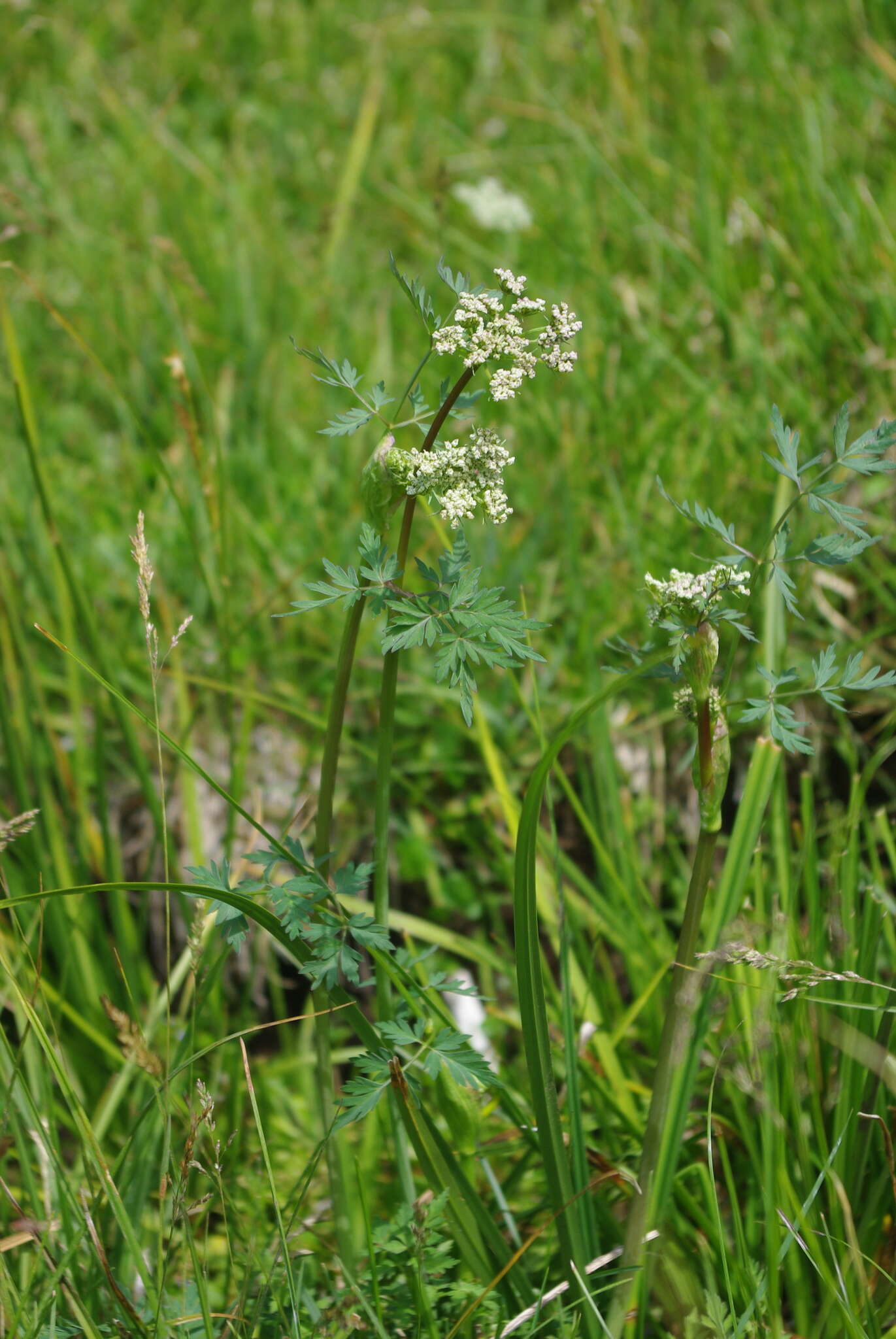 Imagem de Conioselinum scopulorum (A. Gray) Coult. & Rose