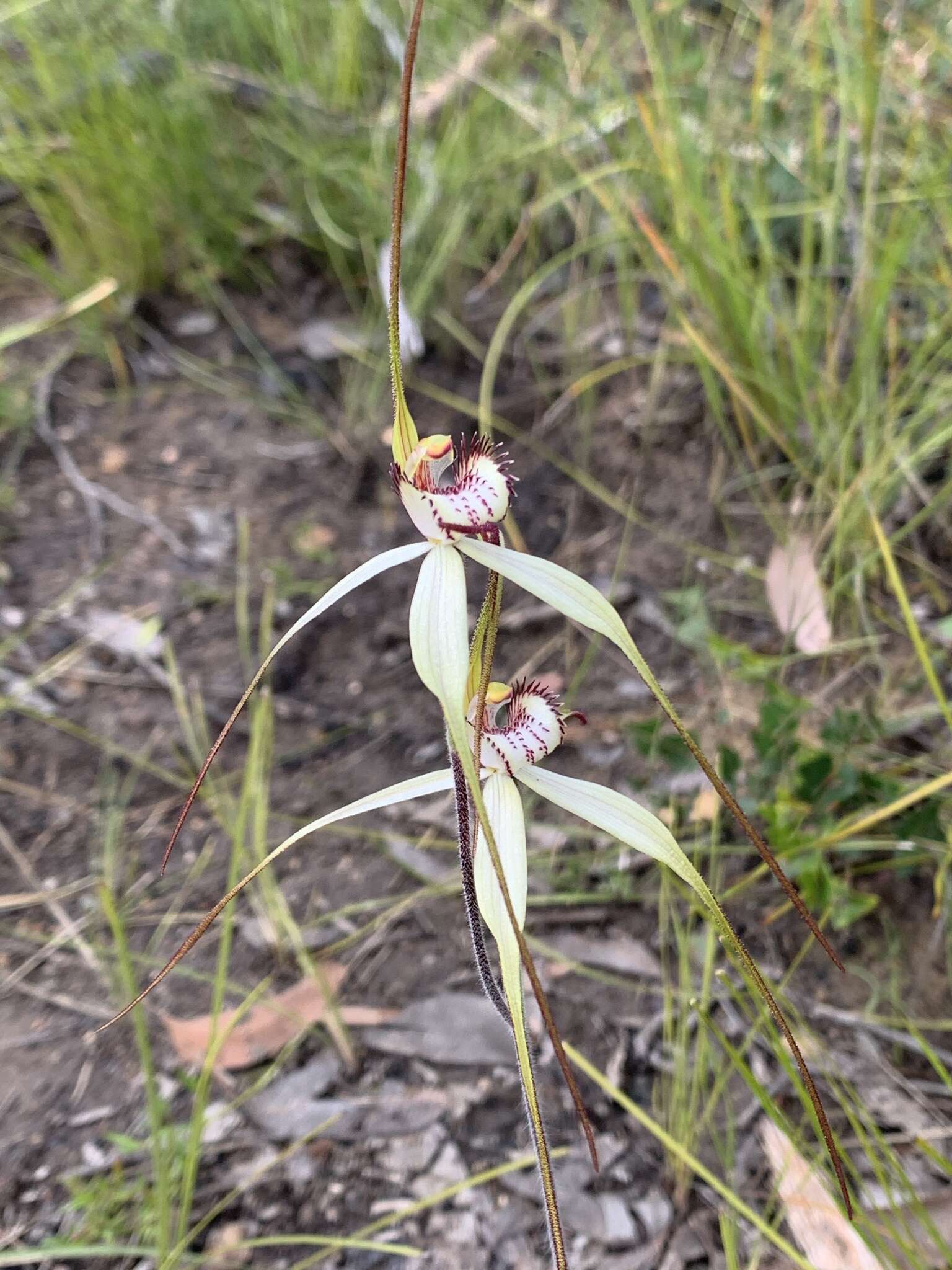 Image of Graceful spider orchid