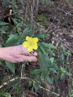 Hibbertia dentata R. Br. resmi