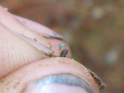 Image of Turnip aphid