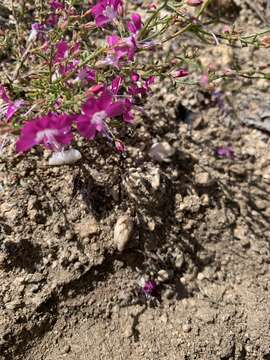 Image of Baja California ipomopsis