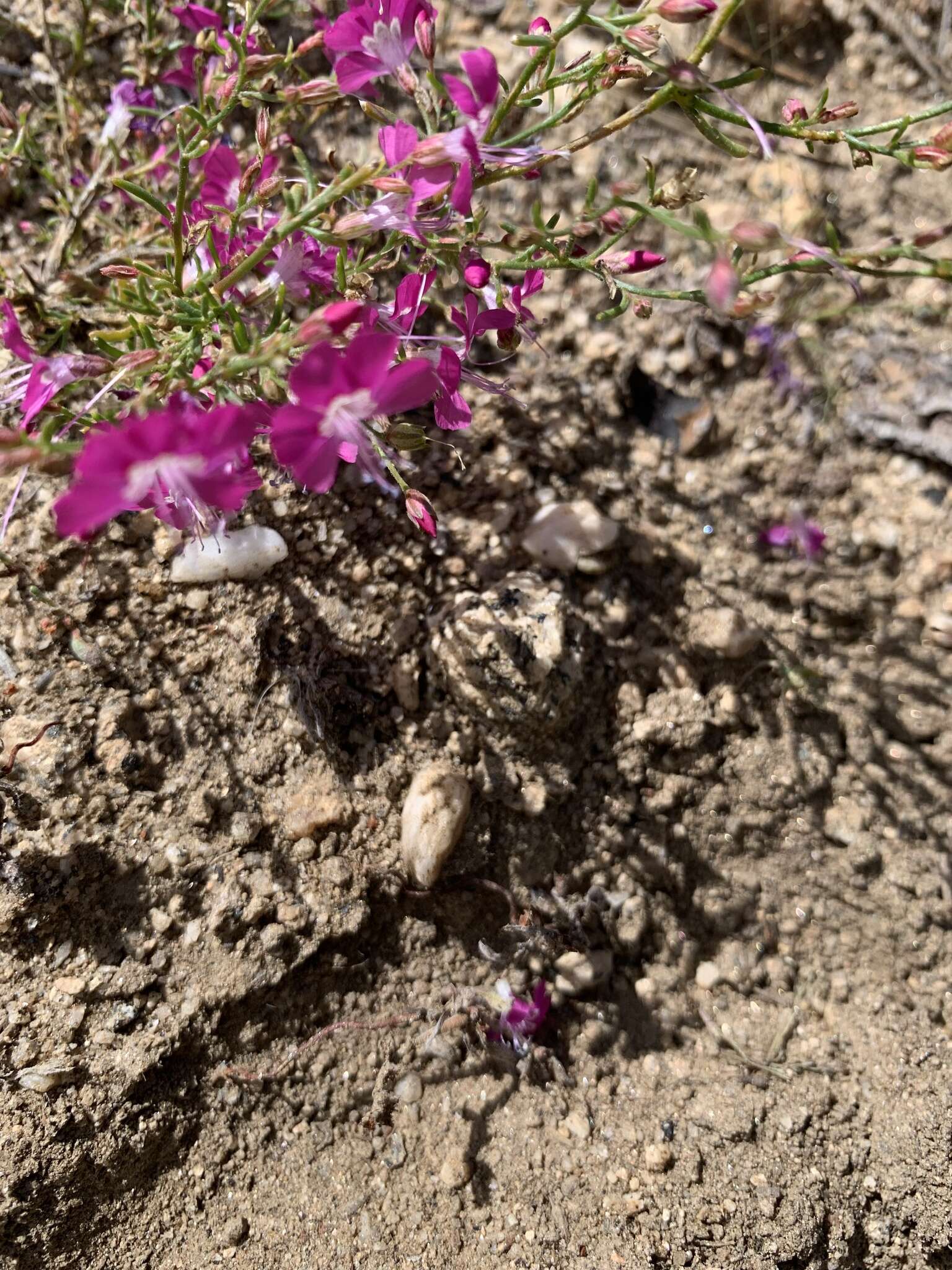 Image of Baja California ipomopsis