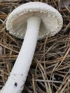 Image of Amanita longipes Bas ex Tulloss & D. T. Jenkins 1985