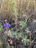 Image of fleshy lupine