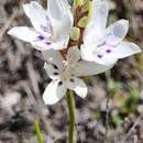 Image of Thereianthus ixioides G. J. Lewis