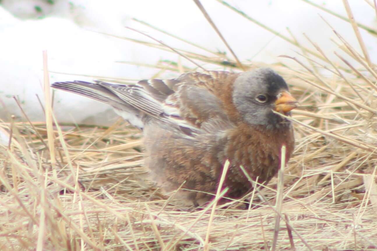 Leucosticte tephrocotis littoralis Baird & SF 1869的圖片