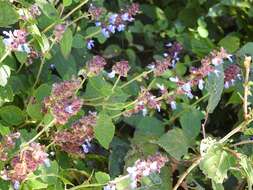 Image de Salvia mocinoi Benth.