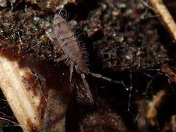 Image of Springtail