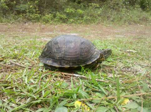 Image of Gulf Coast box turtle