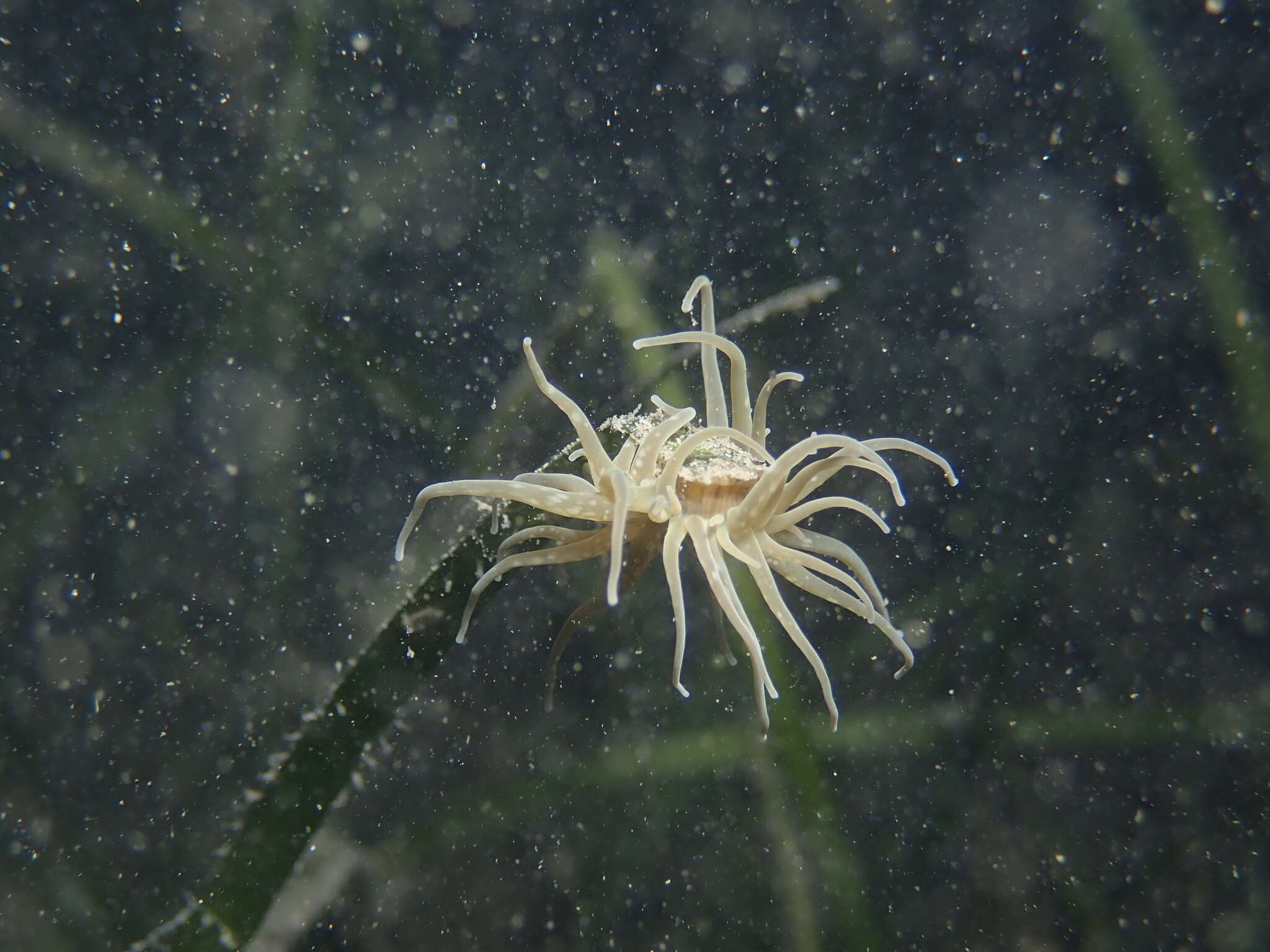 Image of grass crack anemone