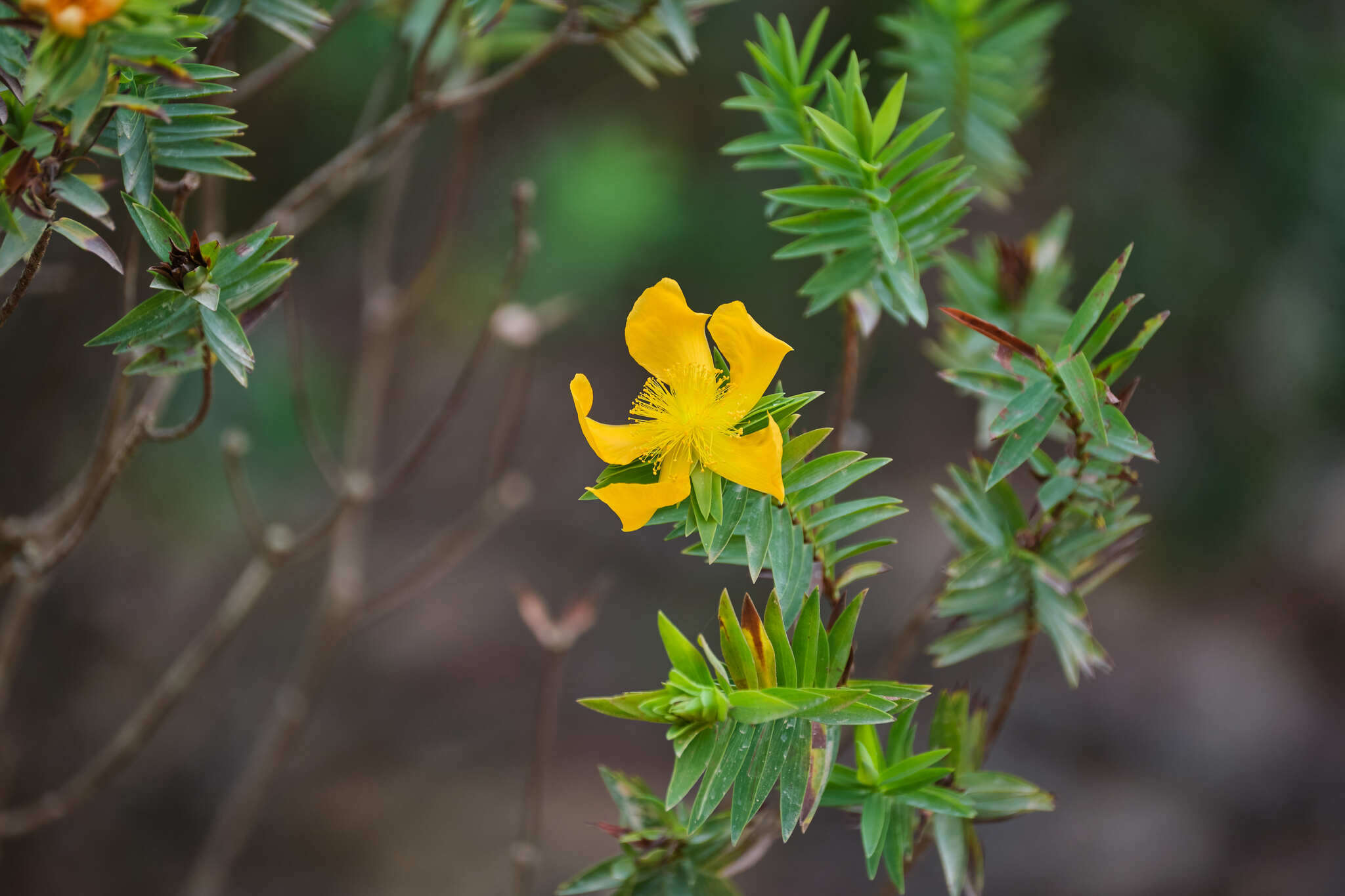 Image of Hypericum styphelioides subsp. styphelioides