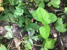 Image of Wood speedwell