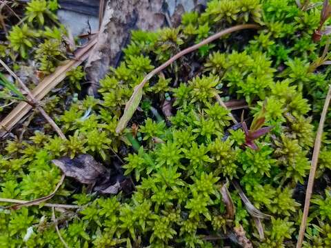 Image of water sphagnum