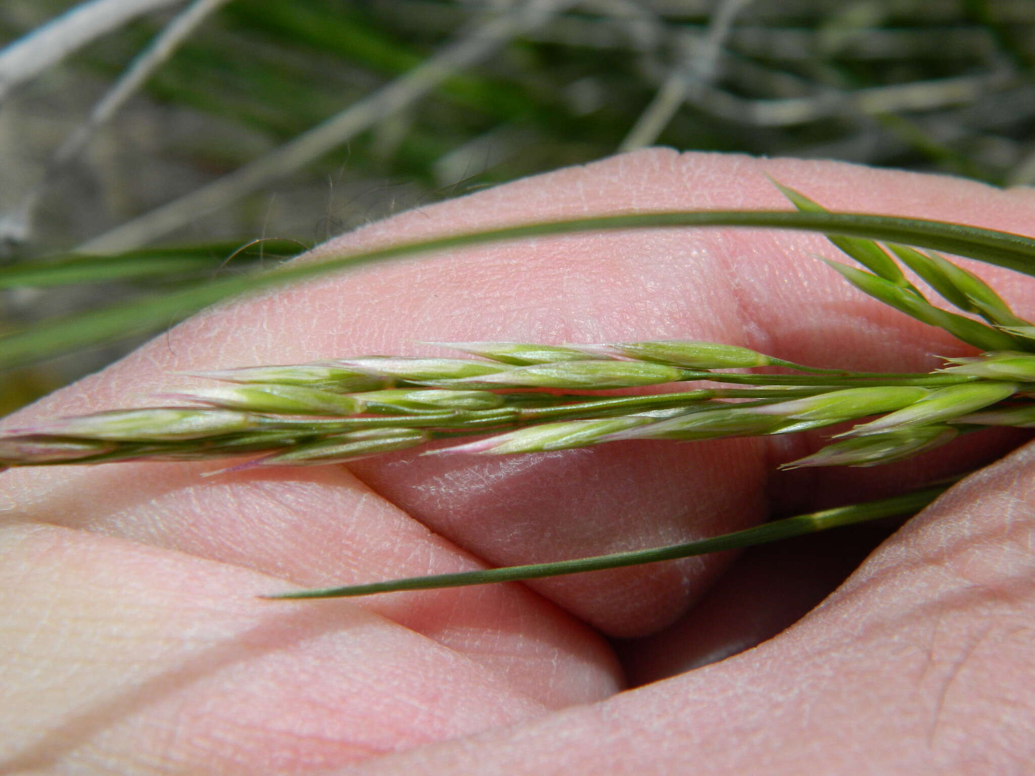 Imagem de Festuca campestris Rydb.