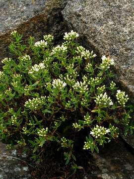 Image of Crassula sarcocaulis subsp. sarcocaulis