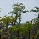 Sivun Pseudosmodingium perniciosum (Kunth) Engl. kuva