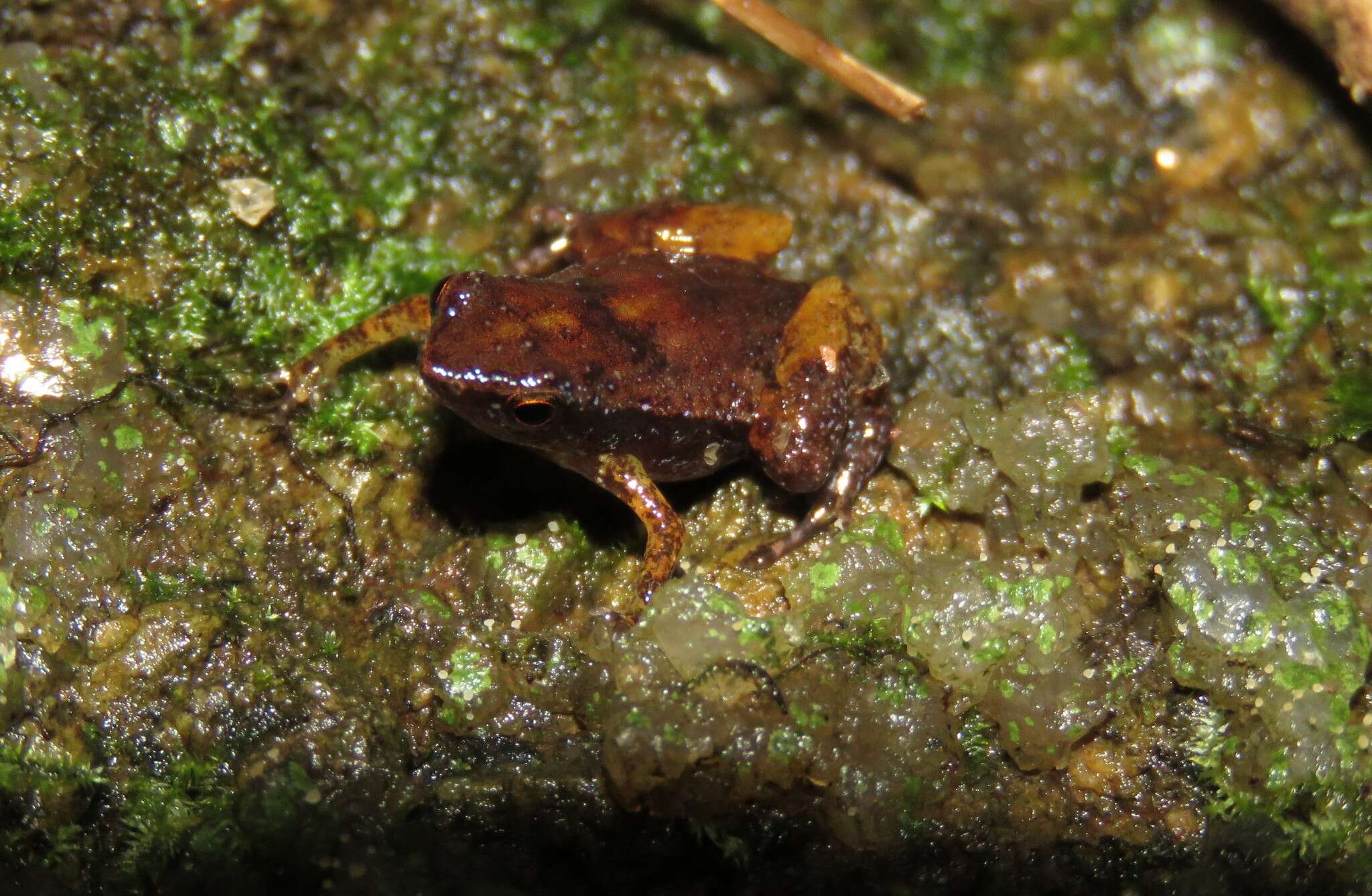 Image of Gardiner's Seychelles Frog