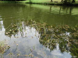 Image of Mare's Tail