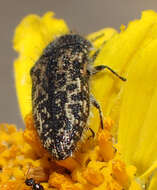 Image of Acmaeodera labyrinthica Fall 1899