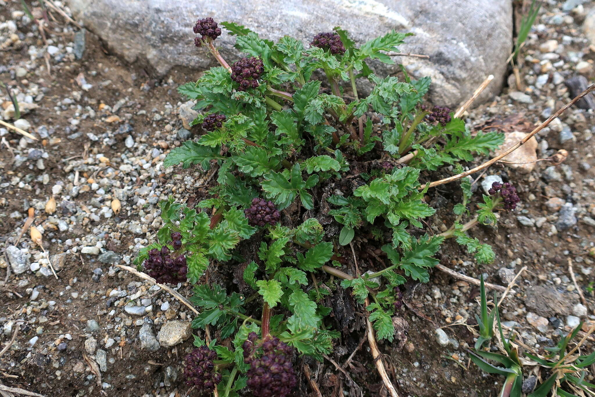 Image of Scrophularia ruprechtii Boiss.