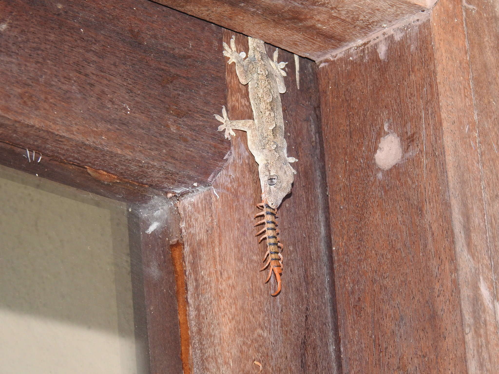 Image of Bark Gecko