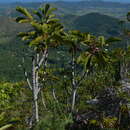 Image of Cunonia macrophylla Brongn. & Gris