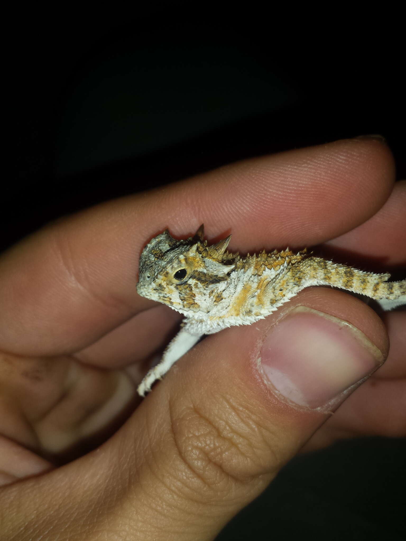 Image of Texas Horned Lizard