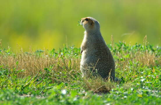 Слика од Spermophilus major (Pallas 1778)