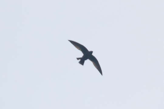 Image of White-naped Swift