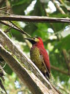 Image of Crimson-mantled Woodpecker