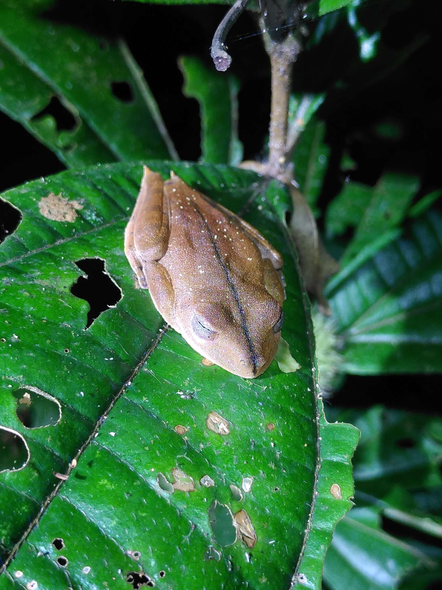 Image of Convict Tree Frog