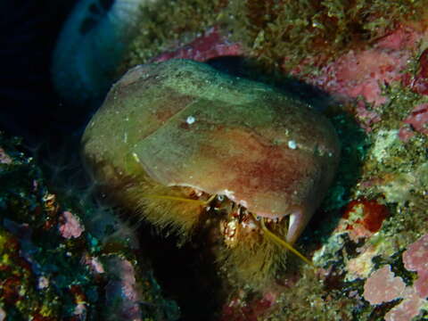 Image of furry hermit crab