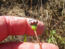 Image de Othonna digitata L. fil.