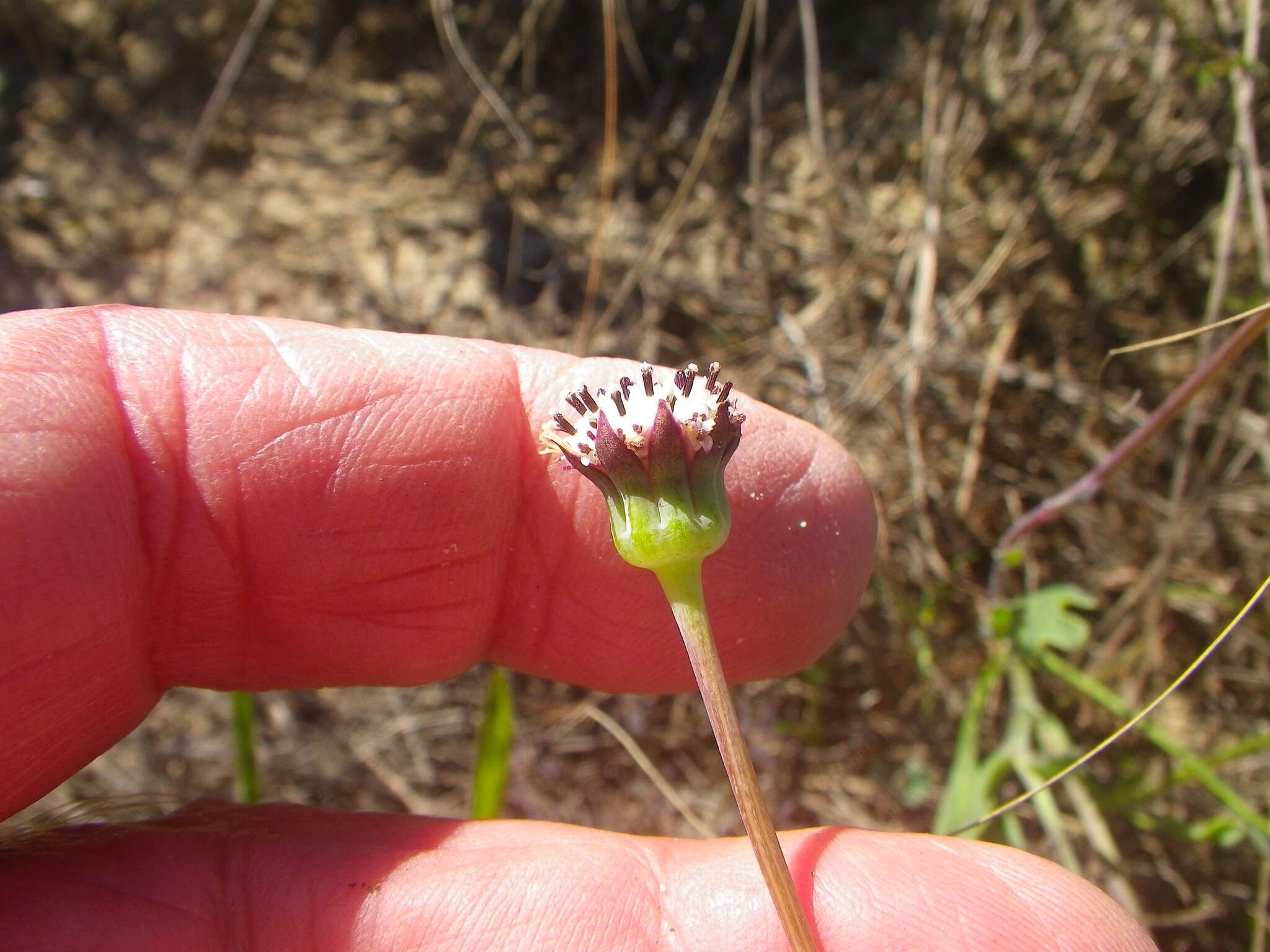 Image of Othonna digitata L. fil.