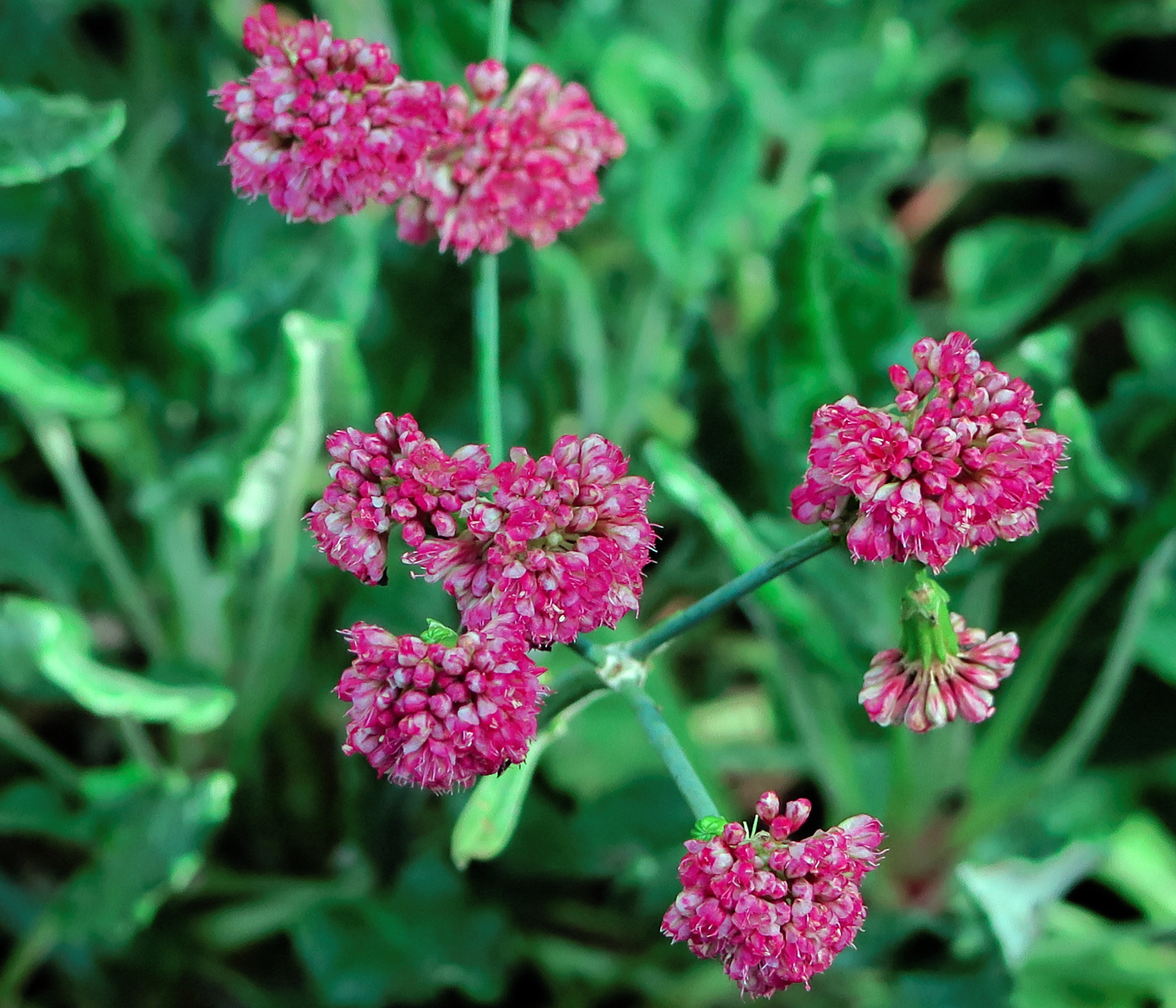 Image of redflower buckwheat