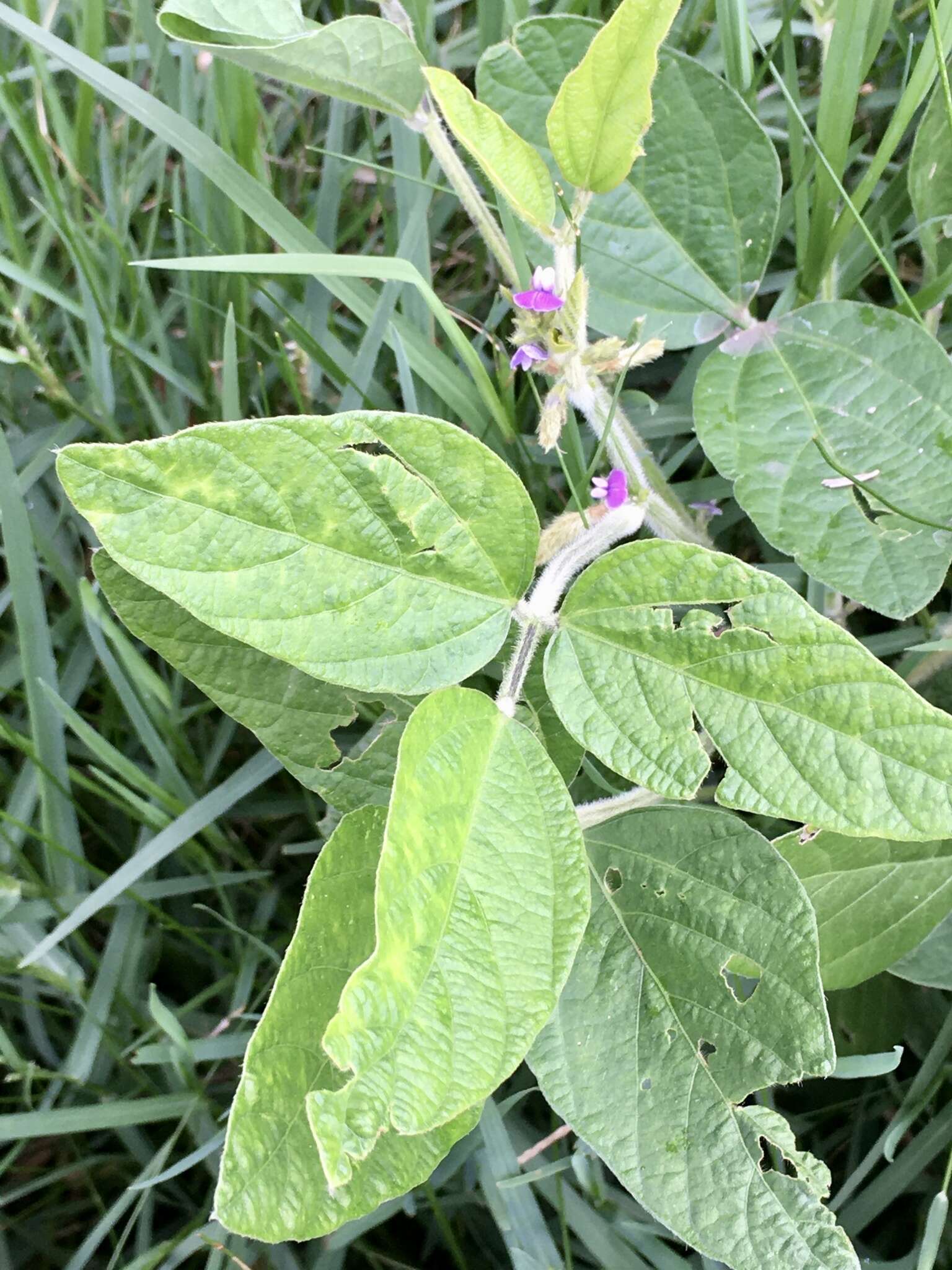 Image of soybean