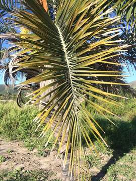 Image of Ouricury palm