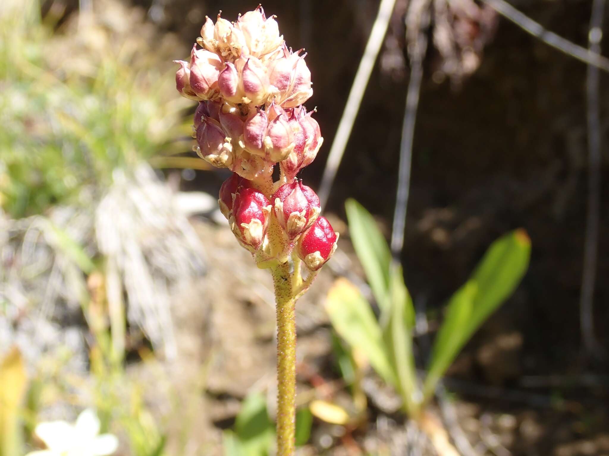 Image of sticky tofieldia