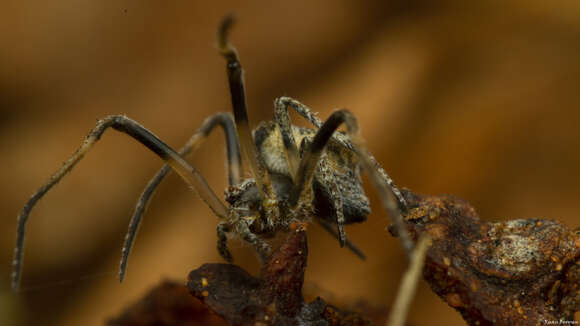 Image of Twig Orb-web Spiders