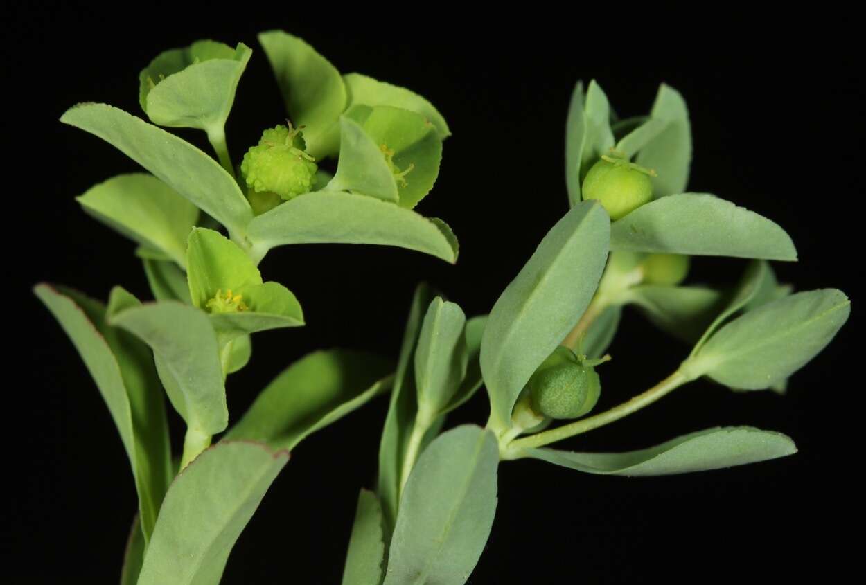 Image of Texas spurge