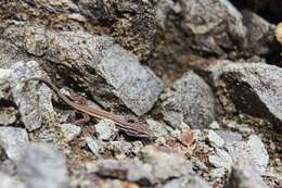 Image of Brilliant Tree Iguana