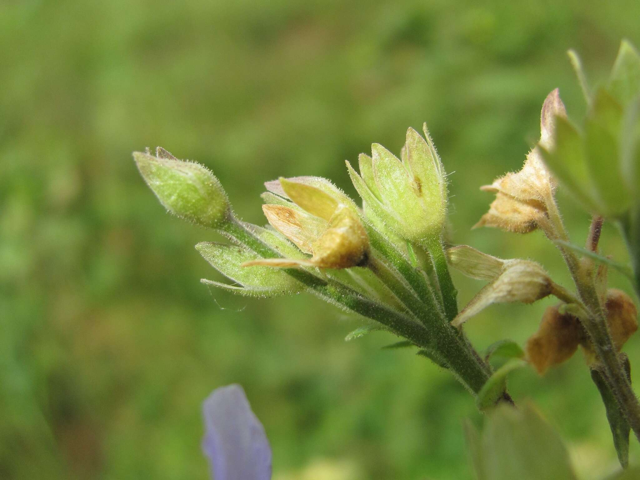 Image of Polemonium caeruleum subsp. caeruleum