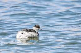 Podiceps occipitalis juninensis Berlepsch & Stolzmann 1894 resmi