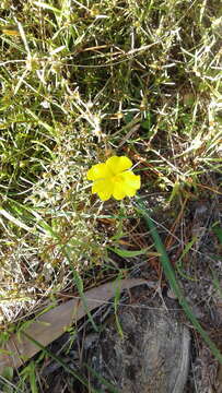 Image of Hibbertia exutiacies N. A. Wakefield