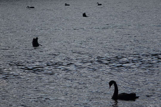 Image of Black Swan