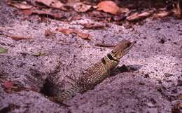 Image of Collared iguana