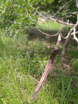 Image of Cassia leiandra Benth.