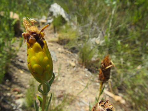 Image of Pteronia centauroides DC.