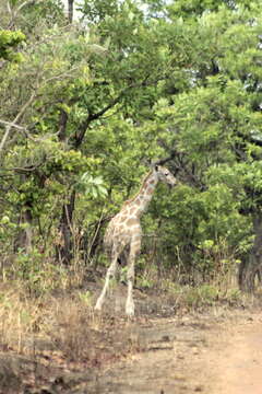 Image of Kordofan giraffe